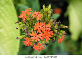 Attēlu rezultāti vaicājumam “Silene chalcedonica”