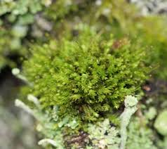 Attēlu rezultāti vaicājumam “Aulacomnium androgynum”