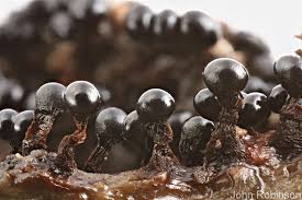 Attēlu rezultāti vaicājumam “Metatrichia floriformis”