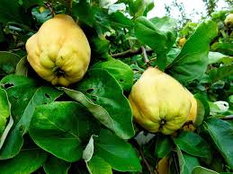 Attēlu rezultāti vaicājumam “Cydonia oblonga”