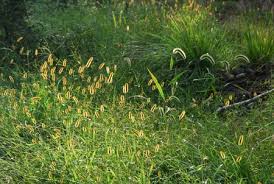 Attēlu rezultāti vaicājumam “Setaria glauca”