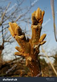 Attēlu rezultāti vaicājumam “Juglans mandshurica”