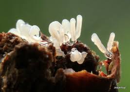 Attēlu rezultāti vaicājumam “Stemonitopsis typhina”