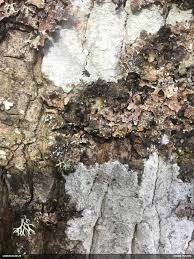 Attēlu rezultāti vaicājumam “Badhamiopsis scripta sessile”