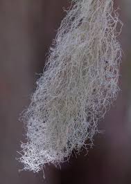 Attēlu rezultāti vaicājumam “Ramalina thrausta”