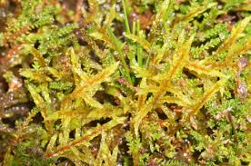 Attēlu rezultāti vaicājumam “Pleurozium schreberi sporophyte”