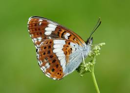 Attēlu rezultāti vaicājumam “Limenitis camilla underside”