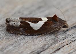 Attēlu rezultāti vaicājumam “Epiblema foenella”