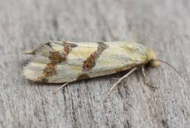 Attēlu rezultāti vaicājumam “Aethes margaritana”