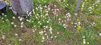 Attēlu rezultāti vaicājumam “Cardaminopsis arenosa leaf”