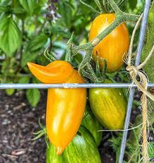 Afbeeldingsresultaat voor blushing yellow tomato