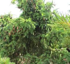 Attēlu rezultāti vaicājumam “Picea abies leaf”