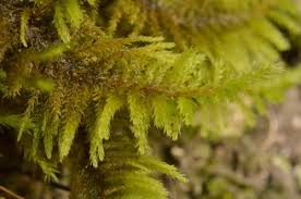 Attēlu rezultāti vaicājumam “Abietinella abietina”