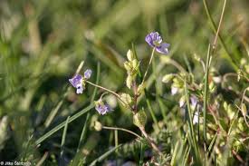 Attēlu rezultāti vaicājumam “Veronica filiformis”