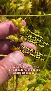 Attēlu rezultāti vaicājumam “Scheuchzeria palustris fruit”