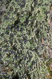 Attēlu rezultāti vaicājumam “Biatora sphaeroides”