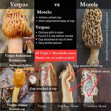 Attēlu rezultāti vaicājumam “Verpa bohemica”
