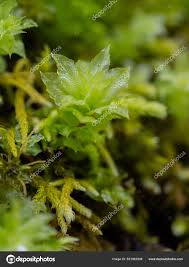 Attēlu rezultāti vaicājumam “Mnium stellare”