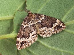 Attēlu rezultāti vaicājumam “Lampropteryx suffumata”