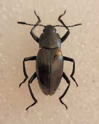 Attēlu rezultāti vaicājumam “Erotylidae”