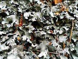 Attēlu rezultāti vaicājumam “Parmelia serrana”