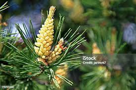 Attēlu rezultāti vaicājumam “Pinus sylvestris male flower”