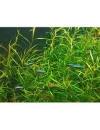 Attēlu rezultāti vaicājumam “Potamogeton rutilus”