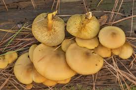 Attēlu rezultāti vaicājumam “Tricholomopsis decora”