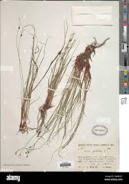 Attēlu rezultāti vaicājumam “Carex globularis flower”