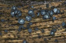 Attēlu rezultāti vaicājumam “Mollisia cinerea”