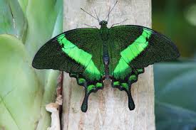 Attēlu rezultāti vaicājumam “Lopinga achine underside”