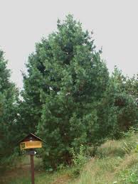 Attēlu rezultāti vaicājumam “Pinus sibirica”