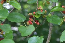 Attēlu rezultāti vaicājumam “Morus alba leaf”
