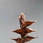 Attēlu rezultāti vaicājumam “Carex dioica fruit”