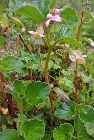 Image result for Begonia cucullata var. Hookeri