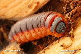 Attēlu rezultāti vaicājumam “Cossus cossus imago”