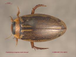 Attēlu rezultāti vaicājumam “Dytiscidae”