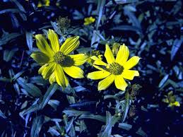 Attēlu rezultāti vaicājumam “Bidens cernua flower”