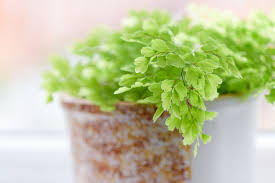 Attēlu rezultāti vaicājumam “Diderma radiatum”