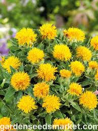 Image result for Carthamus tinctorius