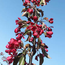 Attēlu rezultāti vaicājumam “Malus purpurea flower”