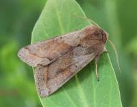 Attēlu rezultāti vaicājumam “Orthosia opima”