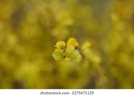 Attēlu rezultāti vaicājumam “Betula nana male flower”