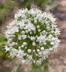 Attēlu rezultāti vaicājumam “Allium cepa flower”