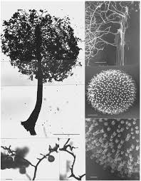 Attēlu rezultāti vaicājumam “Comatricha alta stalked”