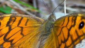 Attēlu rezultāti vaicājumam “Lasiommata megera”