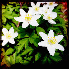 Image result for Buschwindröschen