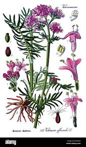 Attēlu rezultāti vaicājumam “Valerianaceae”