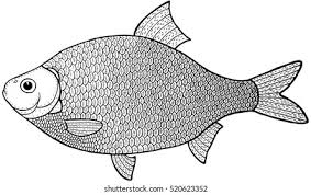 Image result for Rutilus caspicus