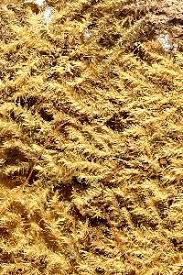 Attēlu rezultāti vaicājumam “Campylium chrysophyllum”